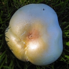 Agaricus sp. at Yarralumla, ACT - 5 May 2018