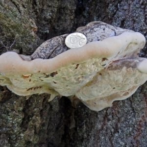 zz Polypore (shelf/hoof-like) at Yarralumla, ACT - 5 May 2018 12:15 PM