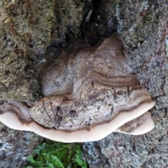 zz Polypore (shelf/hoof-like) at Yarralumla, ACT - 5 May 2018