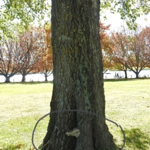 zz Polypore (shelf/hoof-like) at Yarralumla, ACT - 5 May 2018