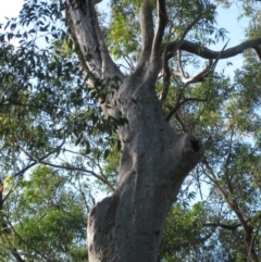 Native tree with hollow(s) (Native tree with hollow(s)) at Mogo State Forest - 22 Feb 2018 by nickhopkins