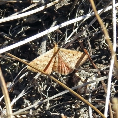 Scopula rubraria (Reddish Wave, Plantain Moth) at Hume, ACT - 5 May 2018 by RodDeb