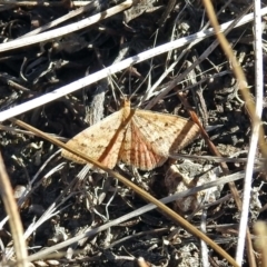 Scopula rubraria (Plantain Moth) at Hume, ACT - 5 May 2018 by RodDeb