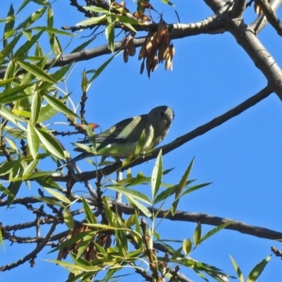Psephotus haematonotus (Red-rumped Parrot) at Parkes, ACT - 5 May 2018 by RodDeb