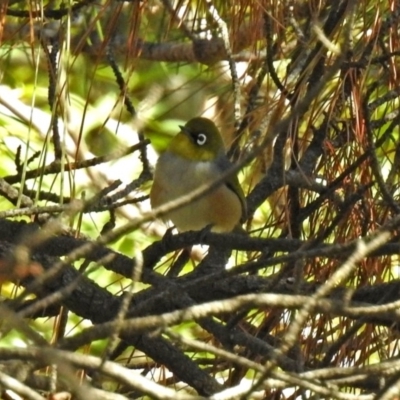 Zosterops lateralis (Silvereye) at Parkes, ACT - 5 May 2018 by RodDeb