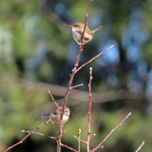 Malurus cyaneus at Hume, ACT - 5 May 2018