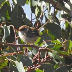 Malurus cyaneus at Hume, ACT - 5 May 2018 01:22 PM