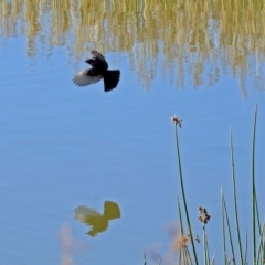 Rhipidura leucophrys (Willie Wagtail) at Hume, ACT - 5 May 2018 by RodDeb