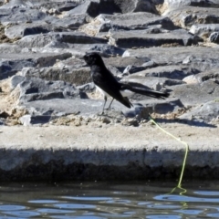 Rhipidura leucophrys at Hume, ACT - 5 May 2018