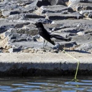 Rhipidura leucophrys at Hume, ACT - 5 May 2018