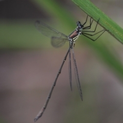 Synlestes weyersii at Coolumburra, NSW - 2 Jan 2016 by HarveyPerkins