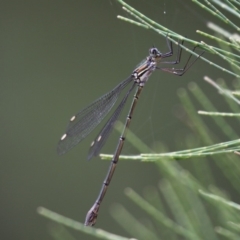 Synlestes weyersii at Coolumburra, NSW - 2 Jan 2016 04:22 PM