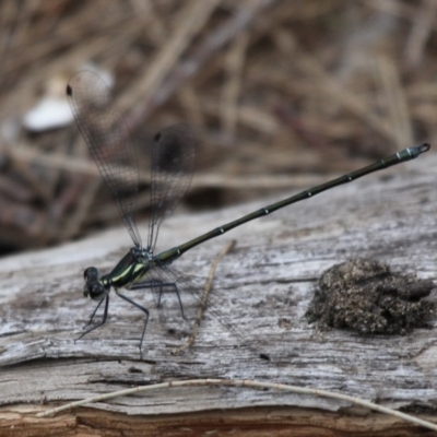 Austroargiolestes icteromelas icteromelas (Common Flatwing) at Coolumburra, NSW - 2 Jan 2016 by HarveyPerkins