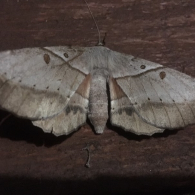 Chelepteryx chalepteryx (White-stemmed Wattle Moth) at Tura Beach, NSW - 5 May 2018 by DonneMunn