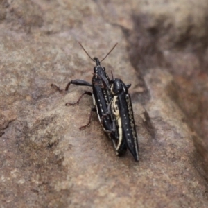 Rhinotia sp. (genus) at Coolumburra, NSW - 2 Jan 2016 04:23 PM