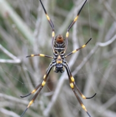 Nephila plumipes (Humped golden orb-weaver) at Beecroft Peninsula, NSW - 24 Jan 2008 by HarveyPerkins