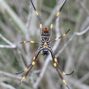 Nephila plumipes at Currarong - Abrahams Bosom Beach - 25 Jan 2008 10:24 AM