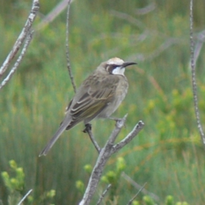 Glyciphila melanops (Tawny-crowned Honeyeater) at Beecroft Peninsula, NSW - 20 Feb 2009 by HarveyPerkins