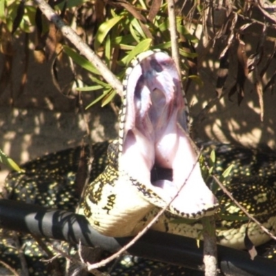 Morelia spilota spilota (Diamond Python) at Tura Beach, NSW - 16 Sep 2006 by DonneMunn