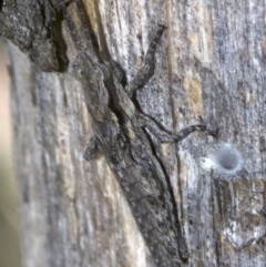 Coryphistes ruricola at Canberra Central, ACT - 5 May 2018 12:33 PM