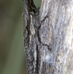 Coryphistes ruricola at Canberra Central, ACT - 5 May 2018