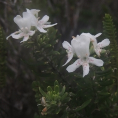 Westringia fruticosa (Native Rosemary) at Murramarang National Park - 13 Jun 2014 by michaelb