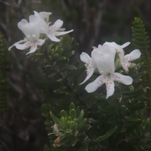 Westringia fruticosa at Murramarang National Park - 13 Jun 2014