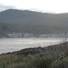 Westringia fruticosa at Murramarang National Park - 13 Jun 2014 05:13 PM