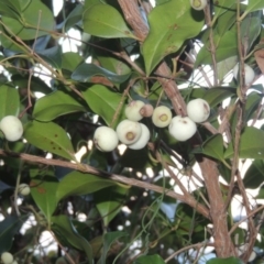 Syzygium smithii (Lilly Pilly) at Murramarang National Park - 6 Jun 2014 by MichaelBedingfield