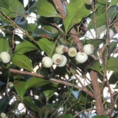 Syzygium smithii (Lilly Pilly) at Murramarang National Park - 6 Jun 2014 by michaelb