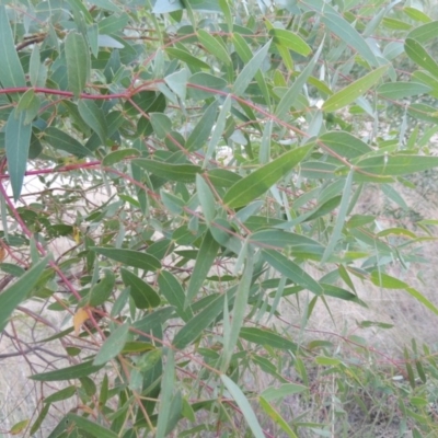 Eucalyptus viminalis (Ribbon Gum) at Point Hut to Tharwa - 9 Apr 2018 by michaelb