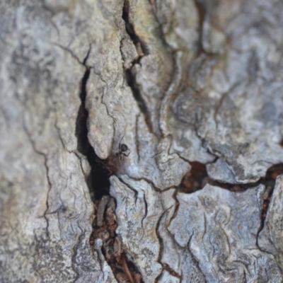 Papyrius nitidus (Shining Coconut Ant) at QPRC LGA - 30 Apr 2018 by natureguy