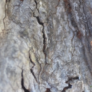 Papyrius nitidus at Wamboin, NSW - 30 Apr 2018