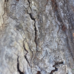 Papyrius nitidus at Wamboin, NSW - 30 Apr 2018