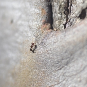 Papyrius nitidus at Wamboin, NSW - 30 Apr 2018