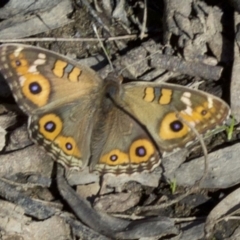 Junonia villida (Meadow Argus) at Canberra Central, ACT - 5 May 2018 by jbromilow50