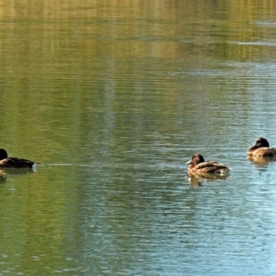 Aythya australis (Hardhead) at Hume, ACT - 5 May 2018 by RodDeb