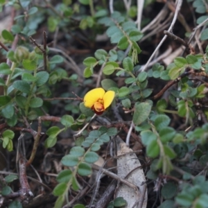 Bossiaea buxifolia at Gundaroo, NSW - 3 Apr 2018 04:00 PM