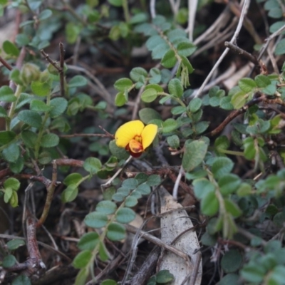 Bossiaea buxifolia (Matted Bossiaea) at MTR591 at Gundaroo - 3 Apr 2018 by MaartjeSevenster