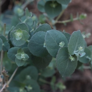 Eucalyptus bridgesiana at Gundaroo, NSW - 3 Apr 2018