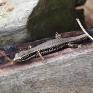 Eulamprus heatwolei at Merimbula, NSW - 29 Apr 2018 12:33 PM