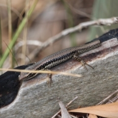 Eulamprus heatwolei at Merimbula, NSW - 29 Apr 2018