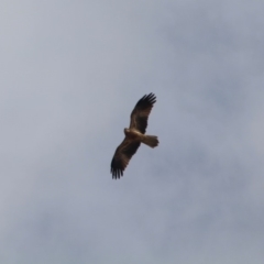 Haliastur sphenurus (Whistling Kite) at Bournda, NSW - 29 Apr 2018 by RossMannell