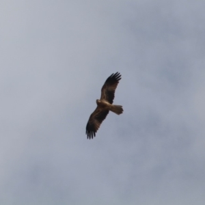 Haliastur sphenurus at Bournda, NSW - 29 Apr 2018 12:21 PM