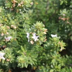 Westringia fruticosa at Tura Beach, NSW - 29 Apr 2018 12:27 PM