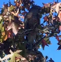 Callocephalon fimbriatum (Gang-gang Cockatoo) at Deakin, ACT - 5 May 2018 by jksmits