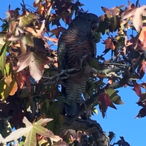 Callocephalon fimbriatum at Deakin, ACT - 6 May 2018