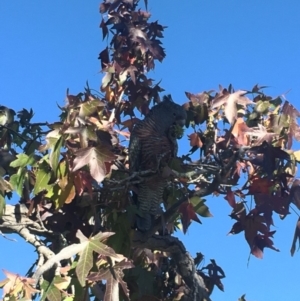 Callocephalon fimbriatum at Deakin, ACT - 6 May 2018