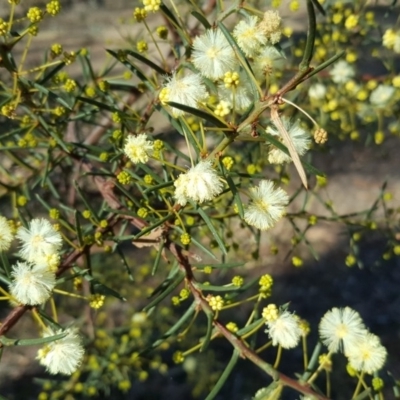 Acacia genistifolia (Early Wattle) at O'Malley, ACT - 6 May 2018 by Mike