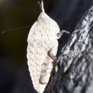 Goniaea sp. (genus) at Canberra Central, ACT - 6 May 2018